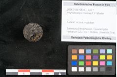 Foto (Objekt + Etikett) von Phymatocaryon mackayi F.V. Mueller (NHMW-GEO-2024-0188-10433)